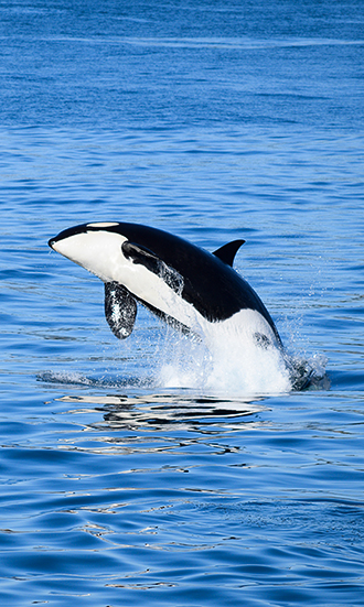 Orca Whale Breaching Water