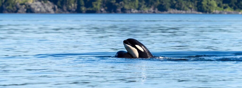 Orca breaching Point Roberts